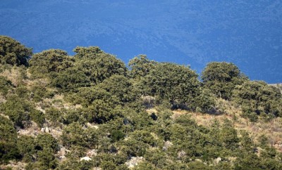Αρχέγονο δάσος δρυός (Querqus ithaburensis) στη Στερεά Ελλάδα