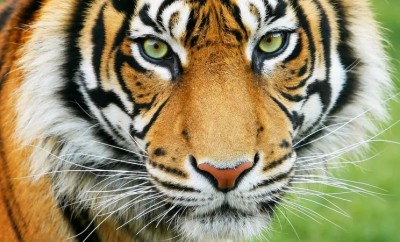 tiger 22